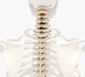 Nervous System Interference